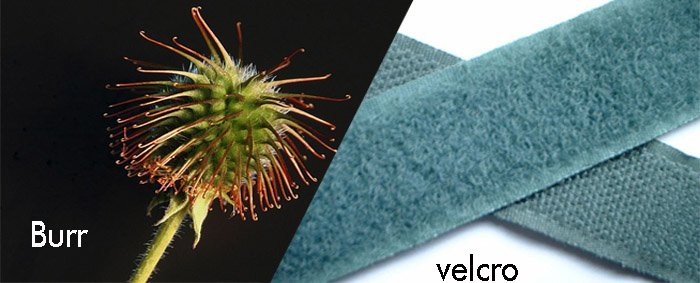Burr and velcro Burr and velcro