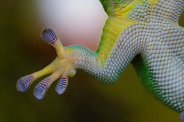 Gecko's feet