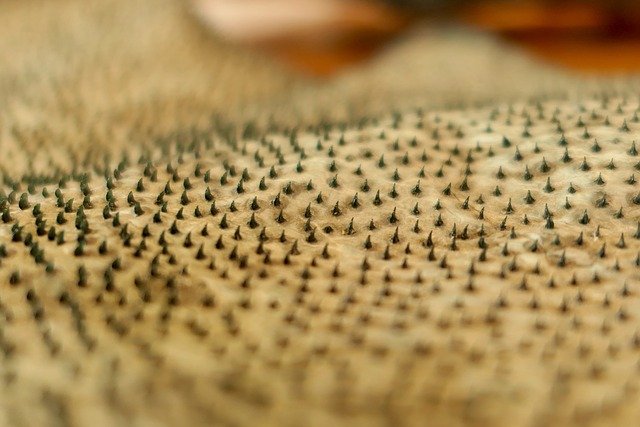 Shark skin showing its dermal denticles