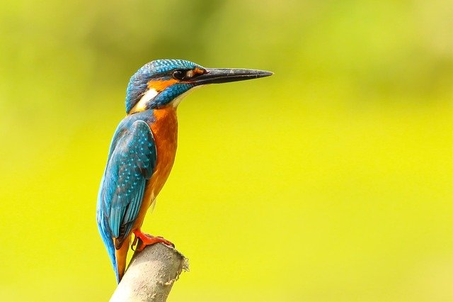 Kingfisher bird 