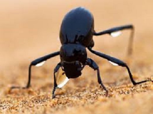 The Namibian Desert Beetle