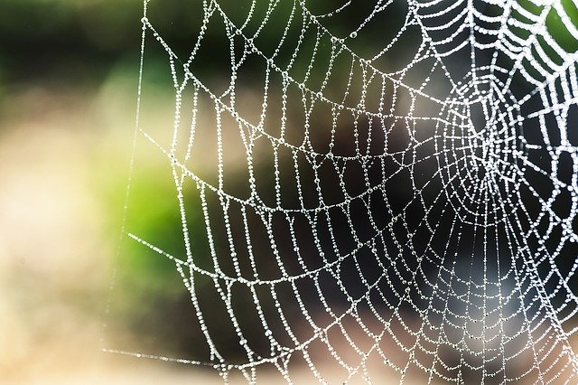 Spider silk 