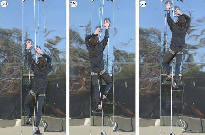 Super climbing inspired by gecko's feet A man climbing glass surface using super climbing gloves
