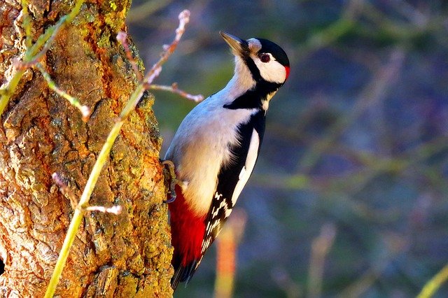 Woodpecker Bird 
